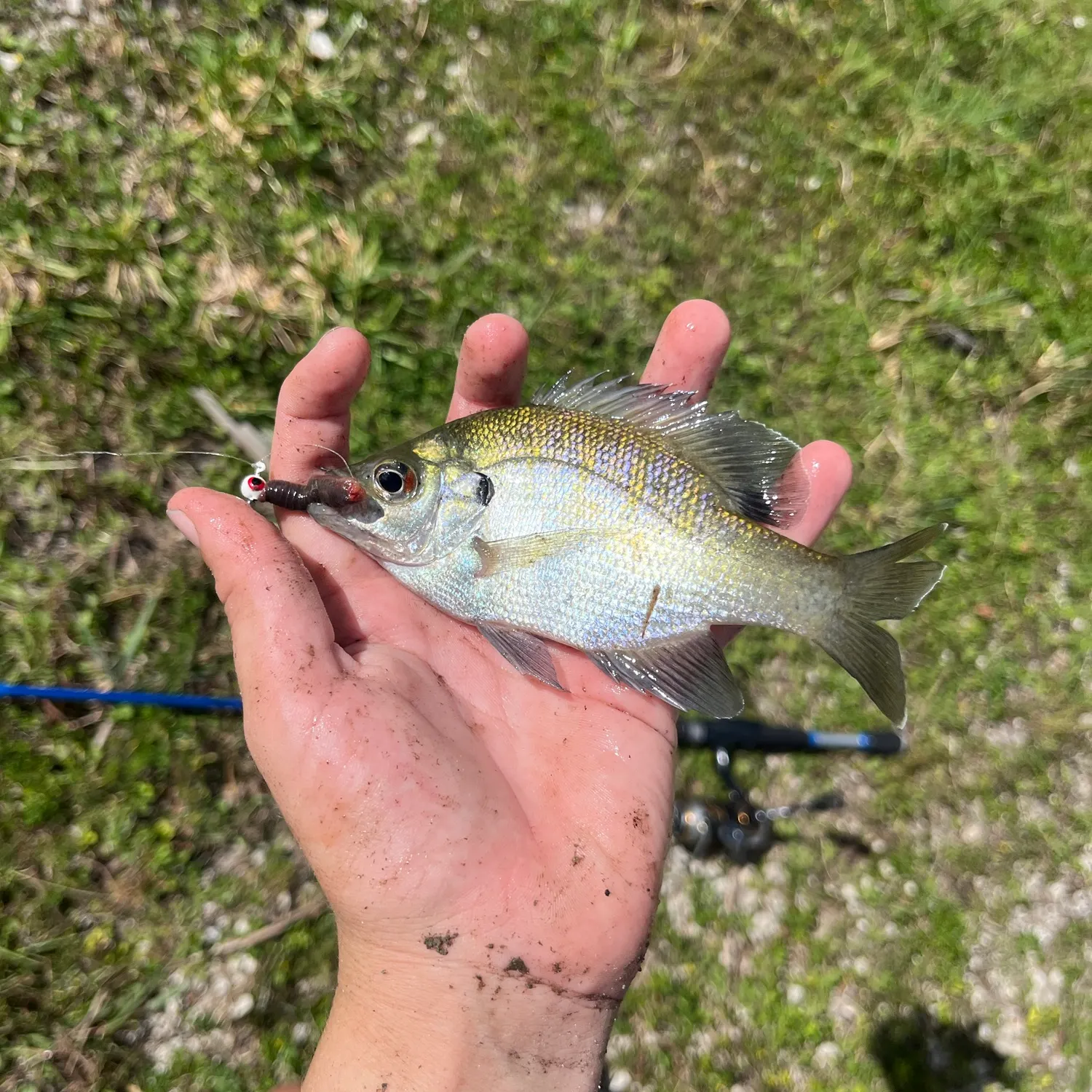 Bluegill caught on Fishbrain