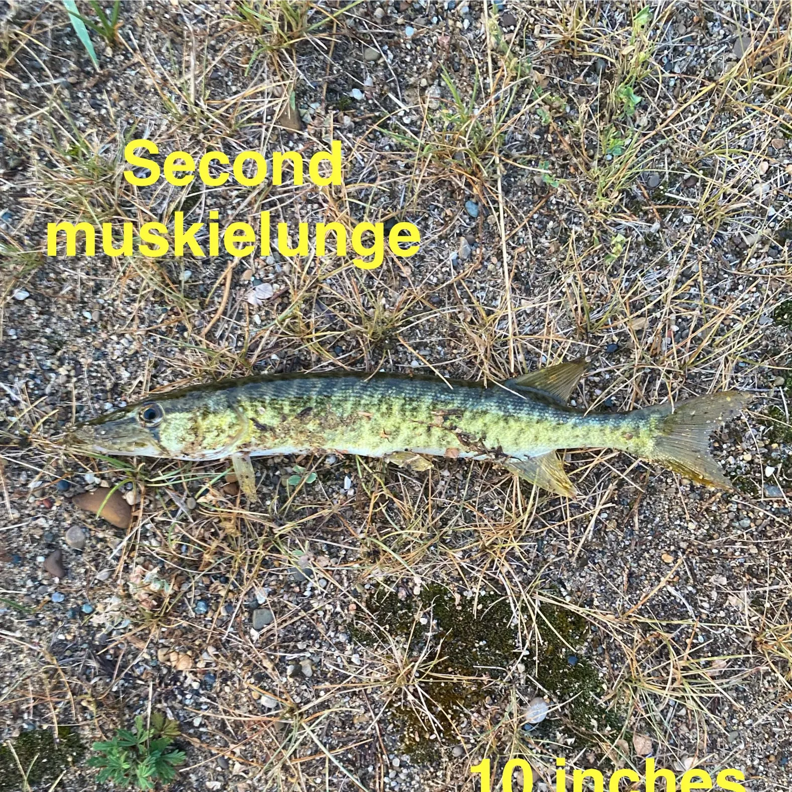 The most recent Muskellunge catches on Fishbrain