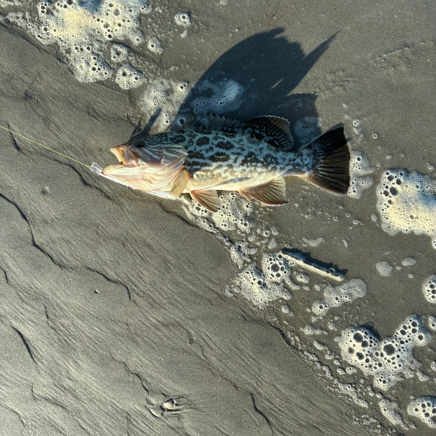 The most recent Broomtail grouper catches on Fishbrain
