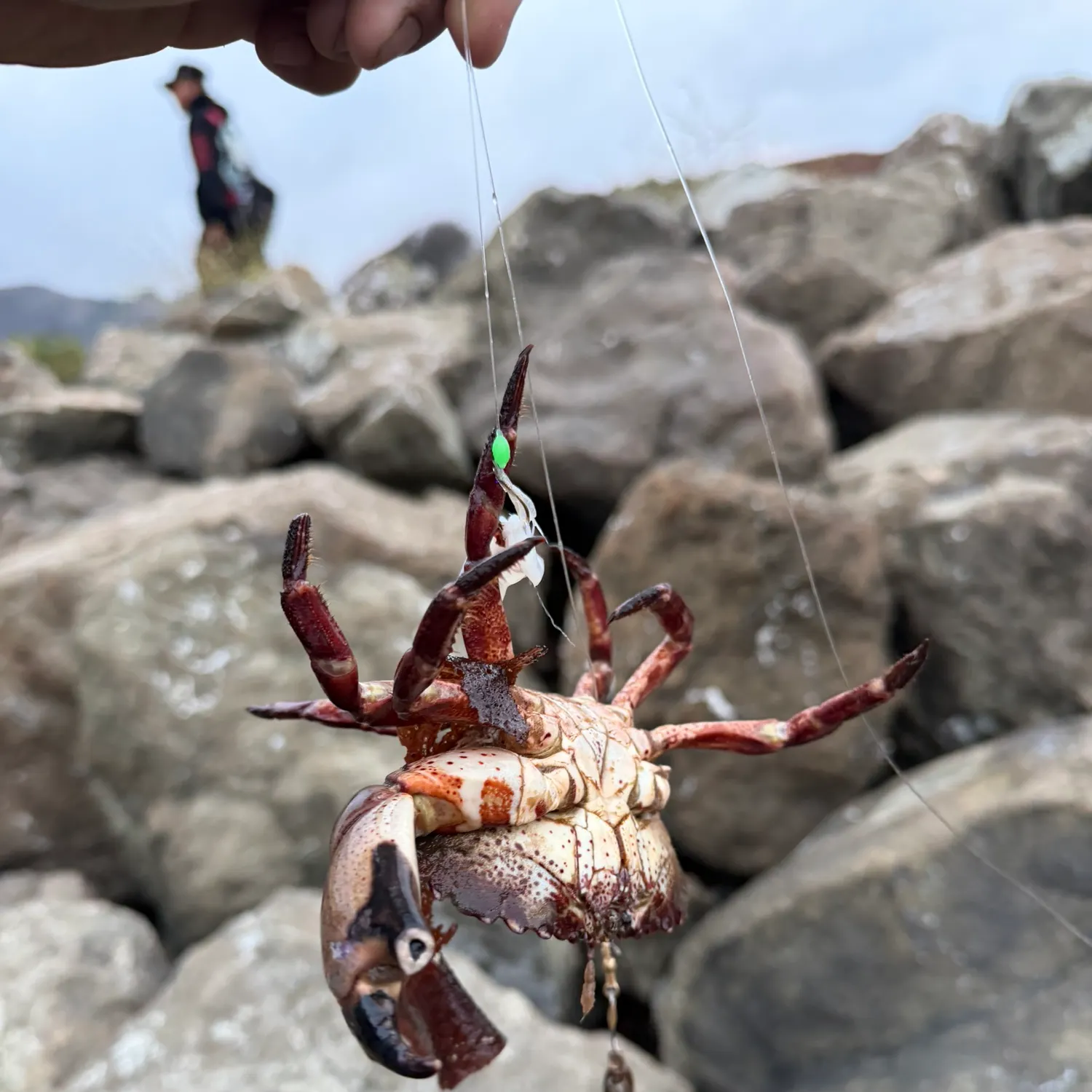 The most recent Red rock crab catches on Fishbrain