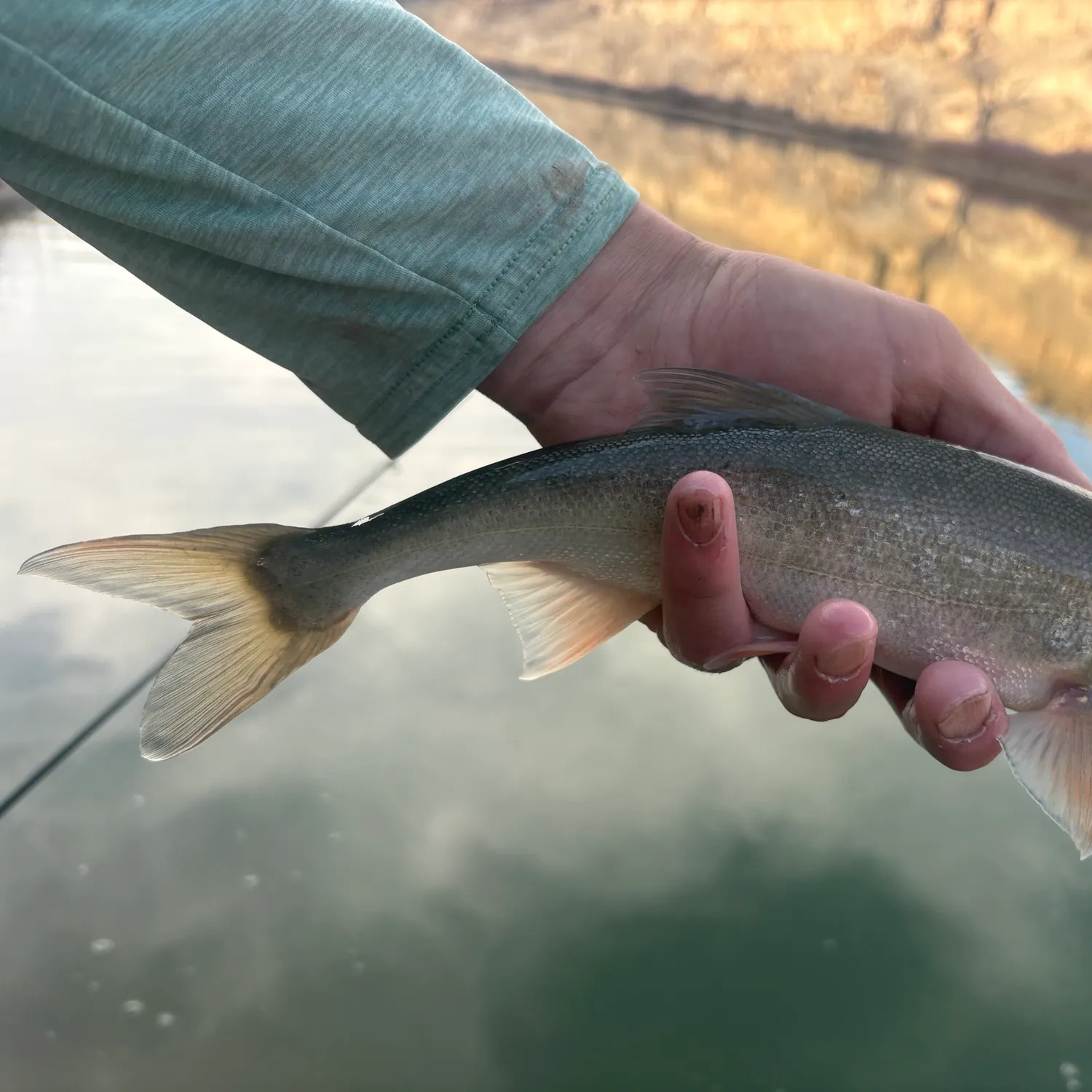 The most recent Roundtail chub catches on Fishbrain