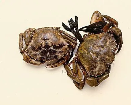 Shellfish