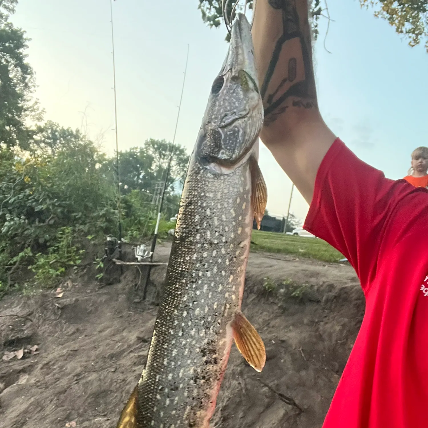 Northern pike caught on Fishbrain