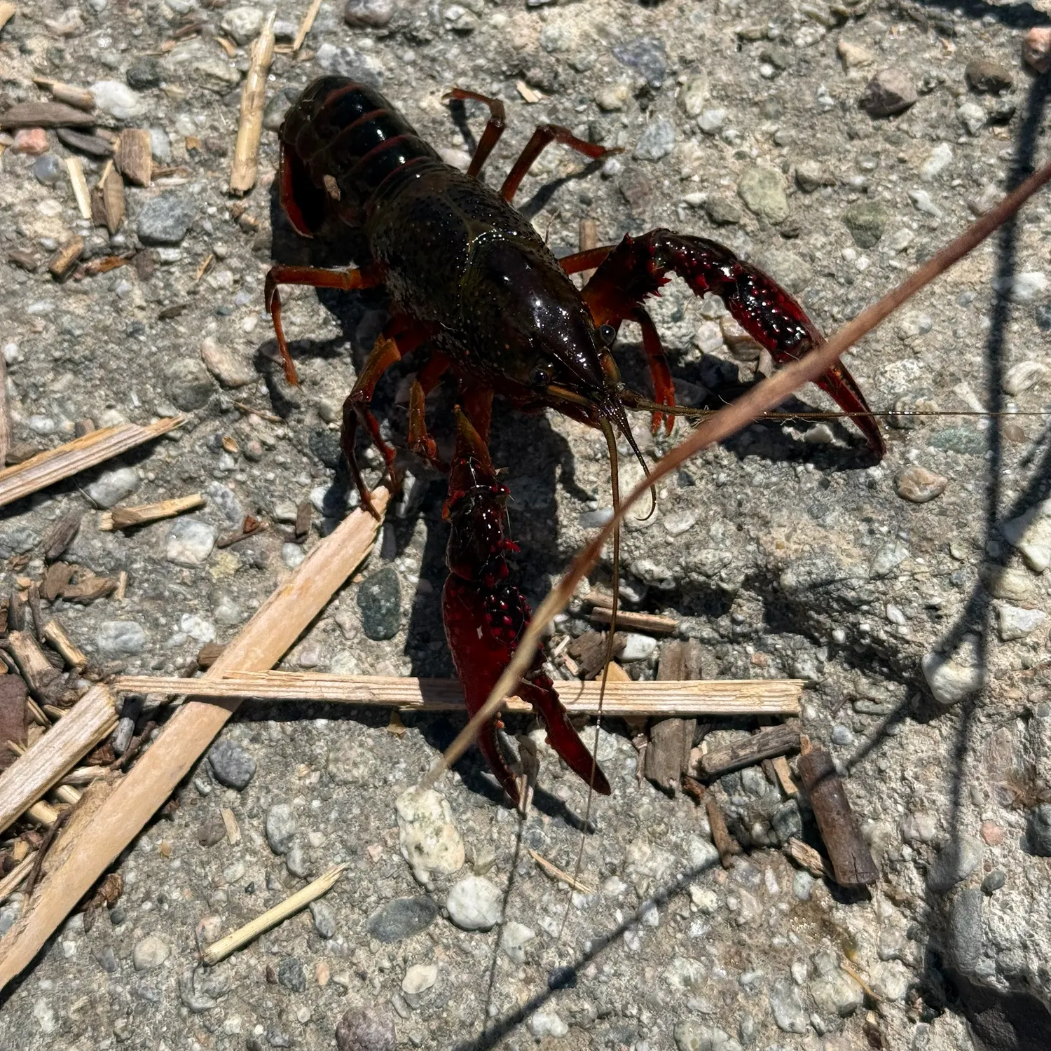 The most recent Red swamp crayfish catches on Fishbrain