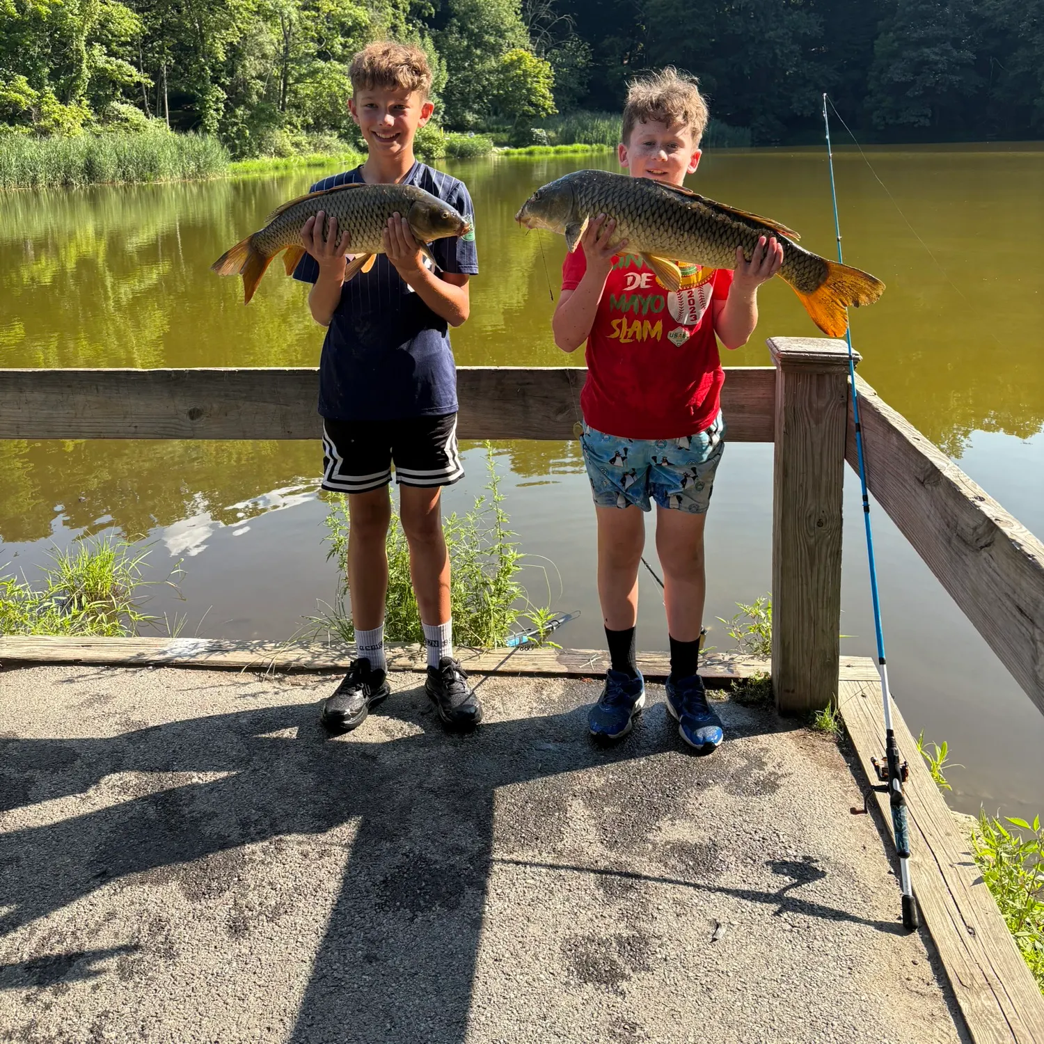 Common carp caught on Fishbrain