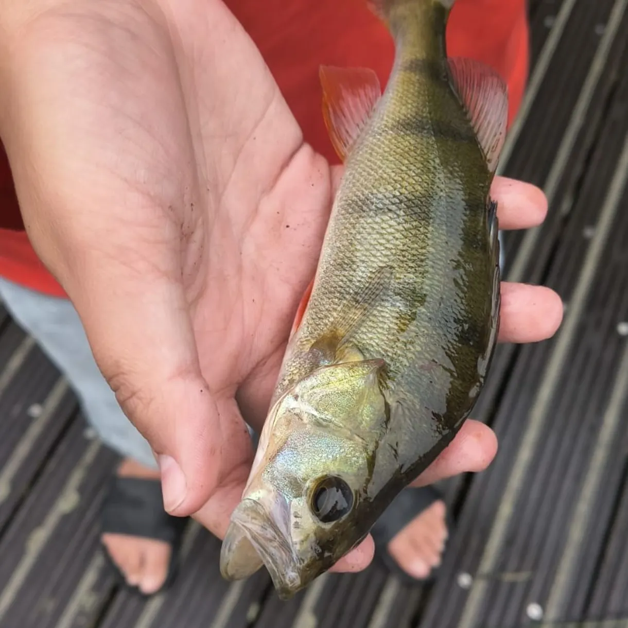 Fish caught on Fishbrain