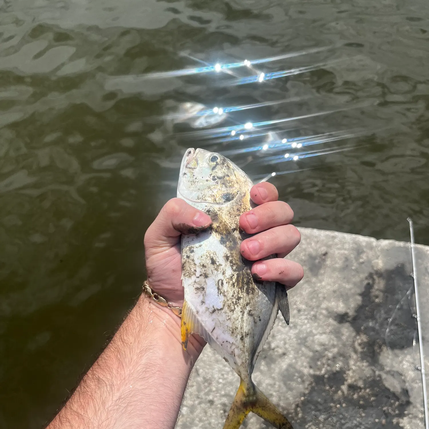 The most recent Crevalle jack catches on Fishbrain