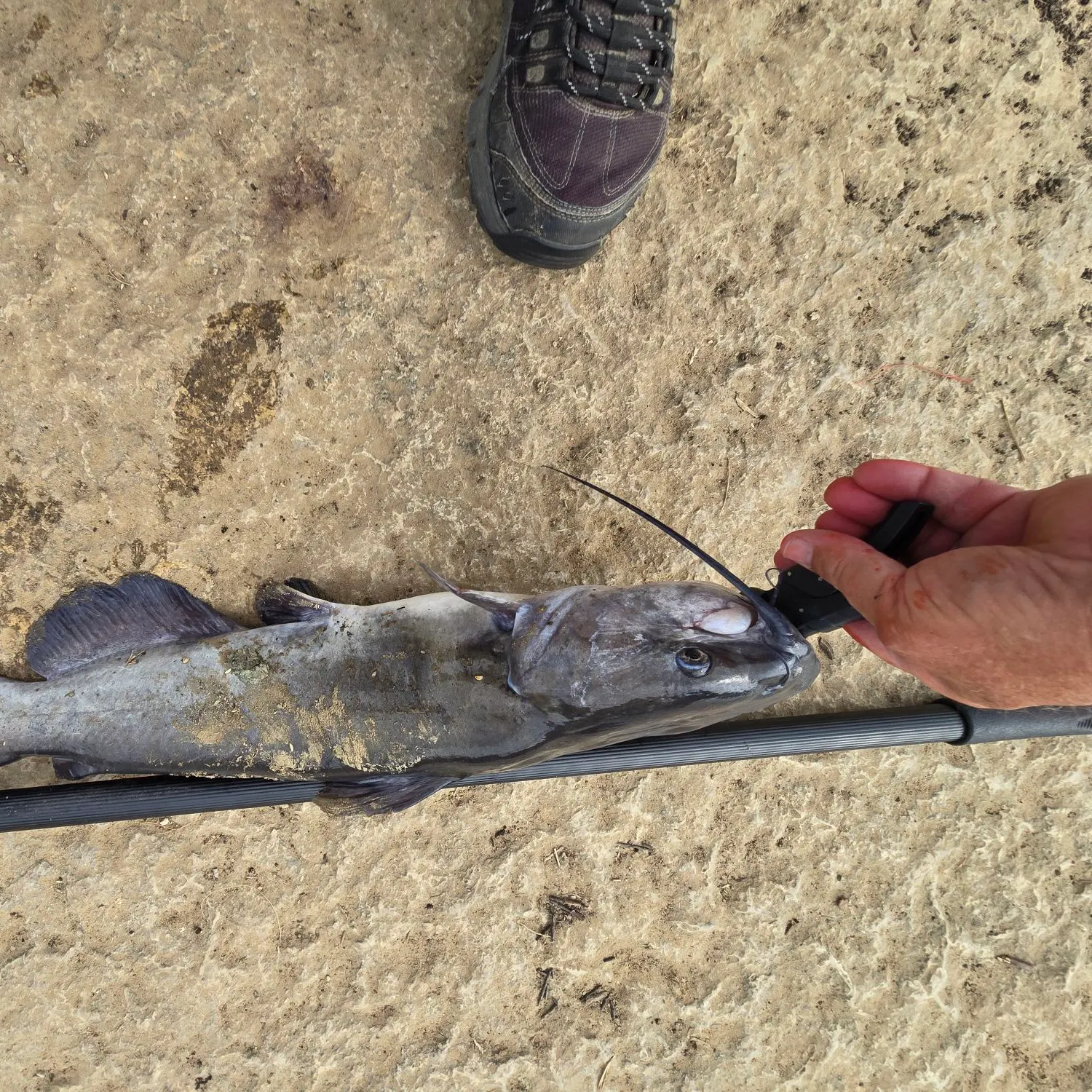Channel catfish caught on Fishbrain