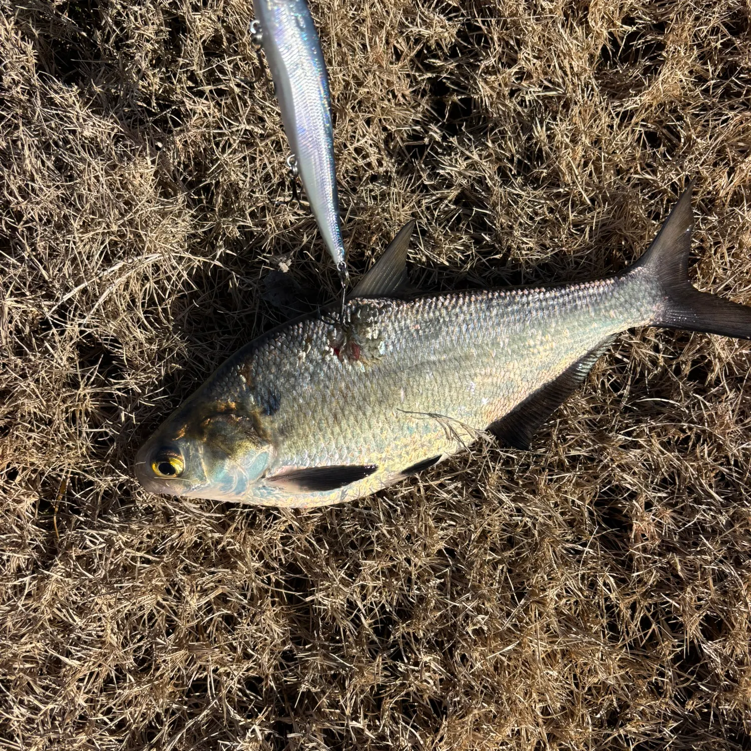 The most recent American gizzard shad catches on Fishbrain
