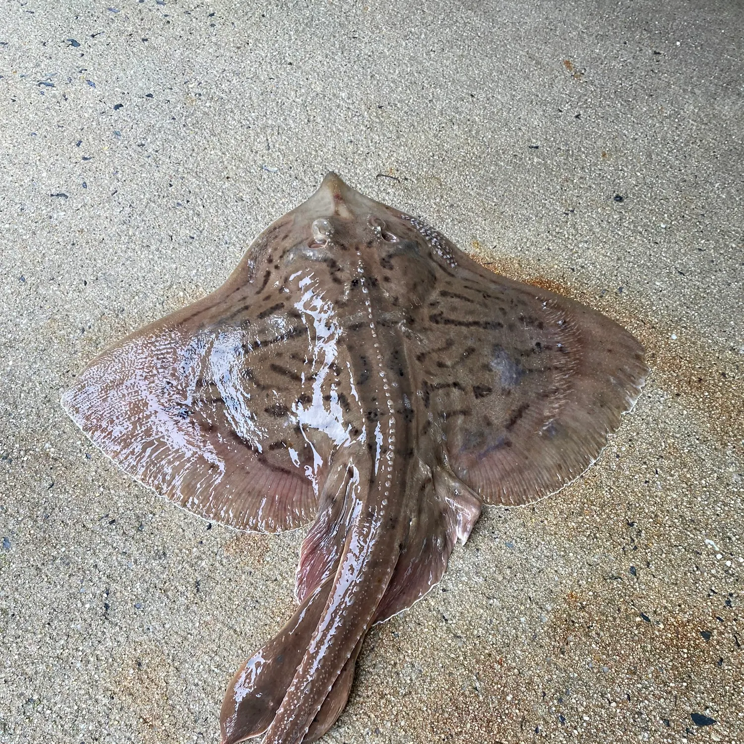 The most recent Starry ray catches on Fishbrain
