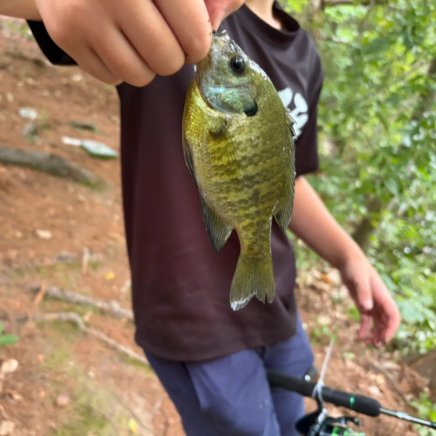 Bluegill caught on Fishbrain
