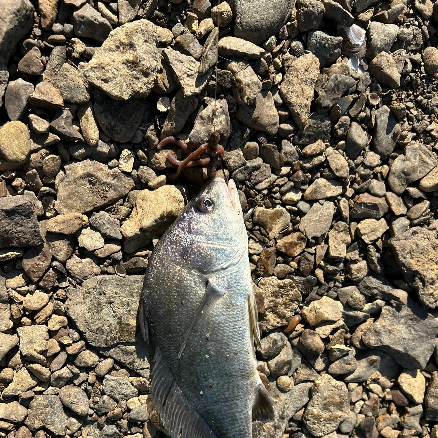 Freshwater drum caught on Fishbrain