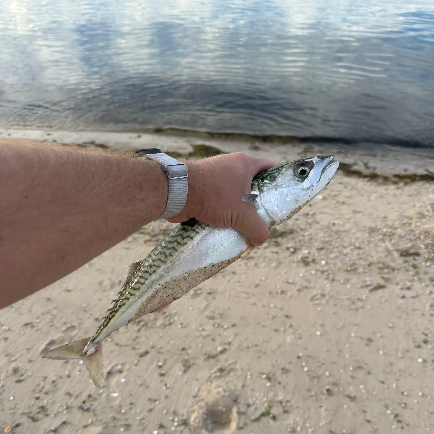 The most recent Atlantic mackerel catches on Fishbrain