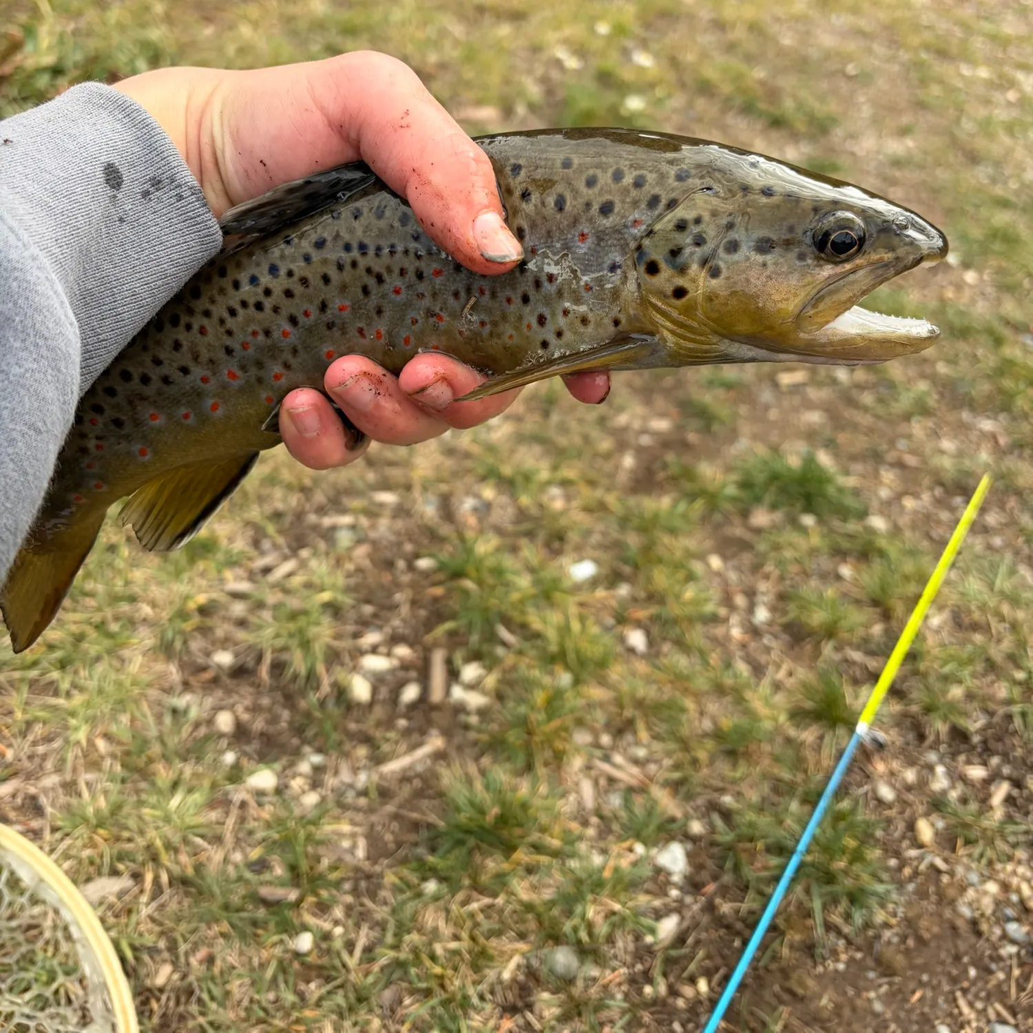 Brown trout caught on Fishbrain