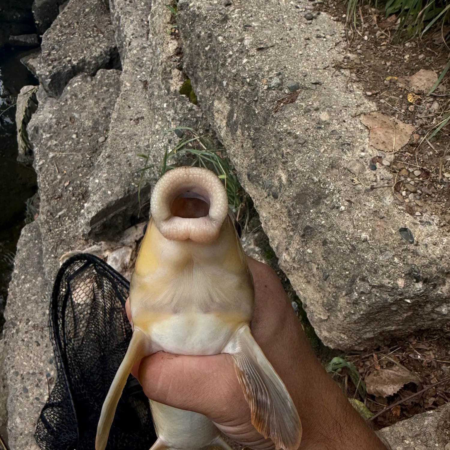 The most recent Northern hogsucker catches on Fishbrain