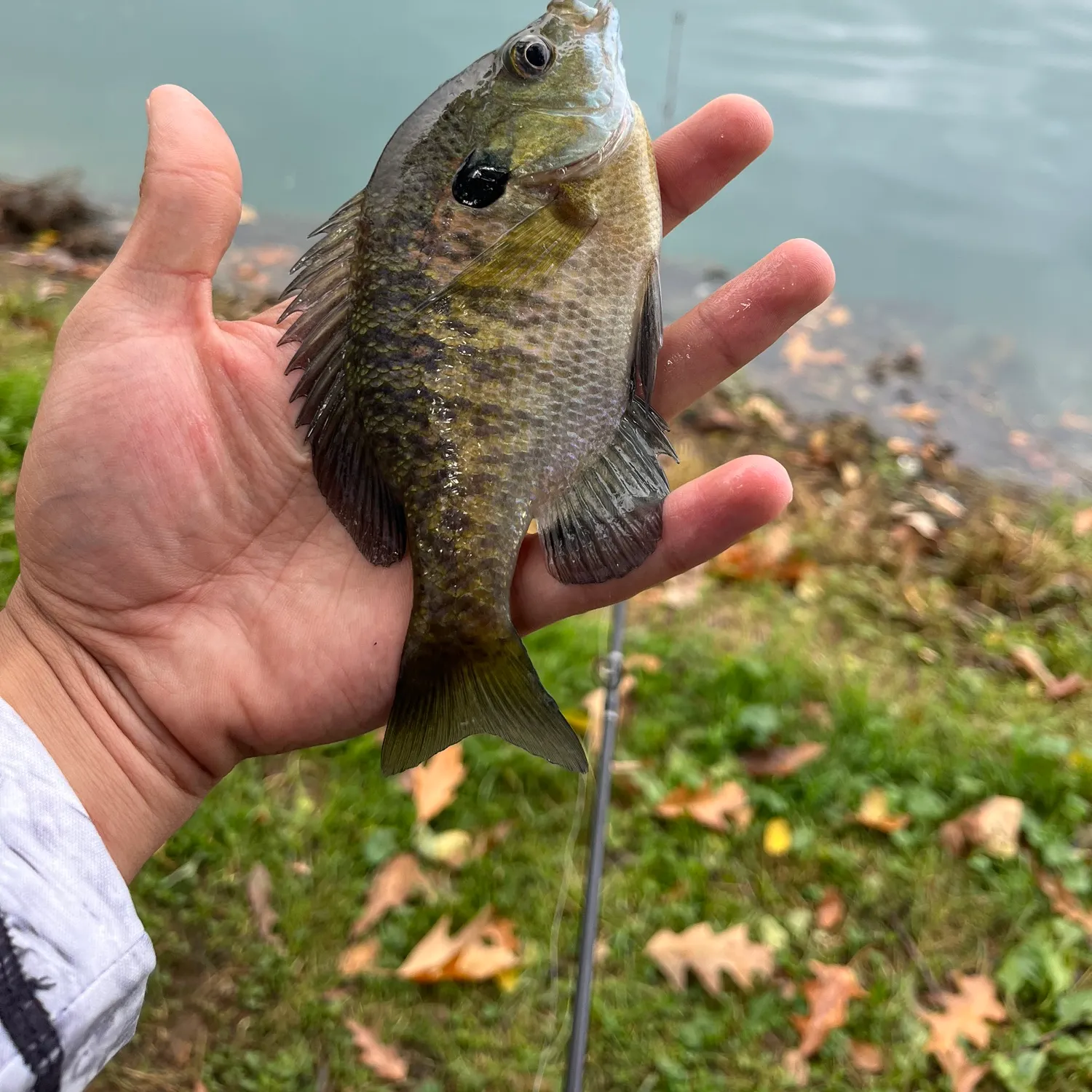 Bluegill caught on Fishbrain
