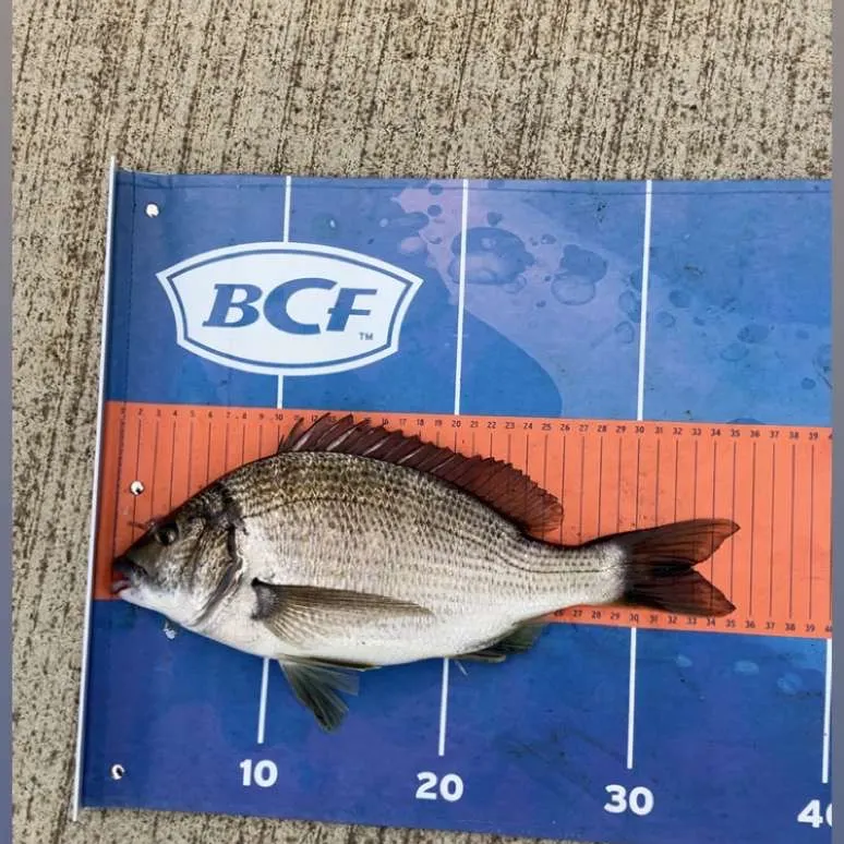 The most recent Southern black bream catches on Fishbrain