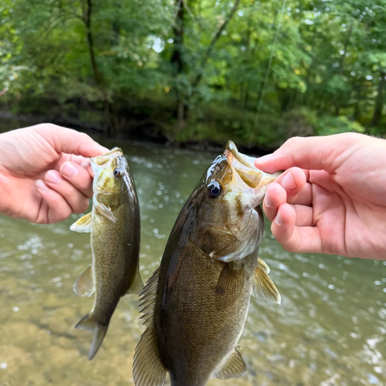 Smallmouth bass caught on Fishbrain