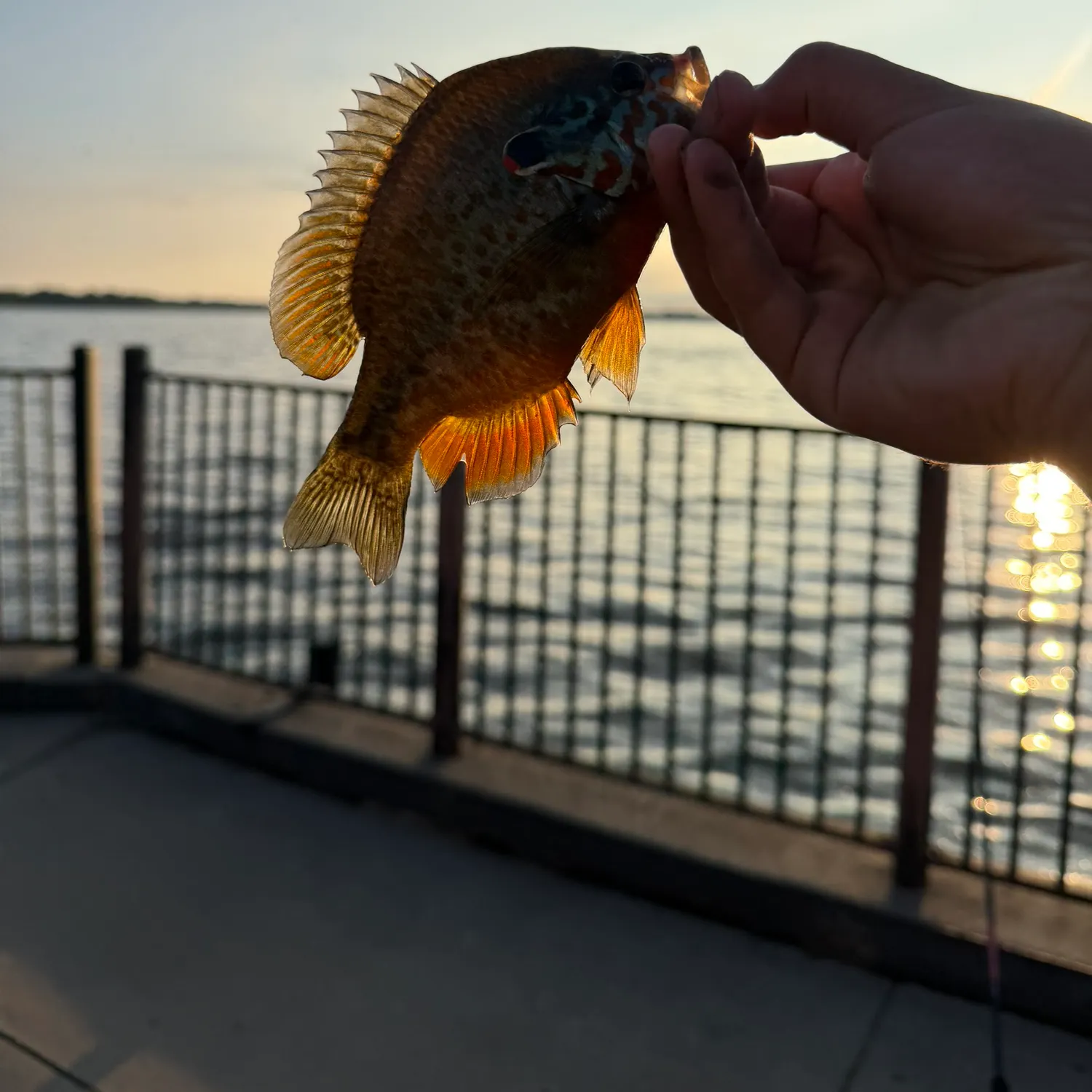 Orangespotted sunfish caught on Fishbrain