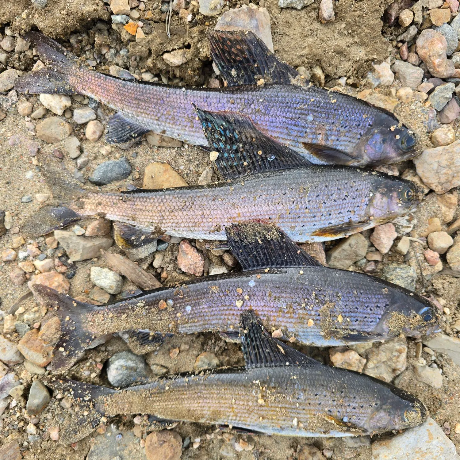 The most recent Arctic grayling catches on Fishbrain