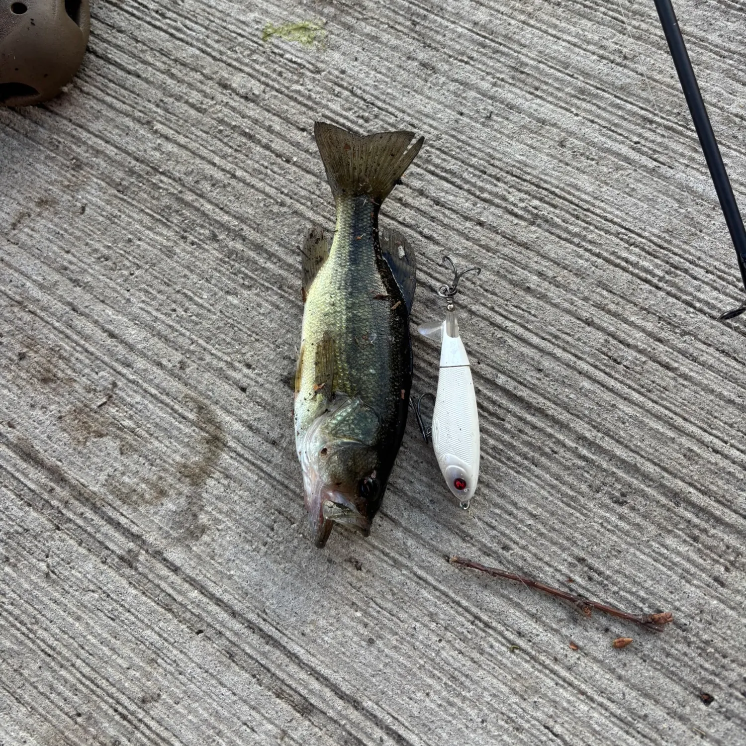 Largemouth bass caught on Fishbrain