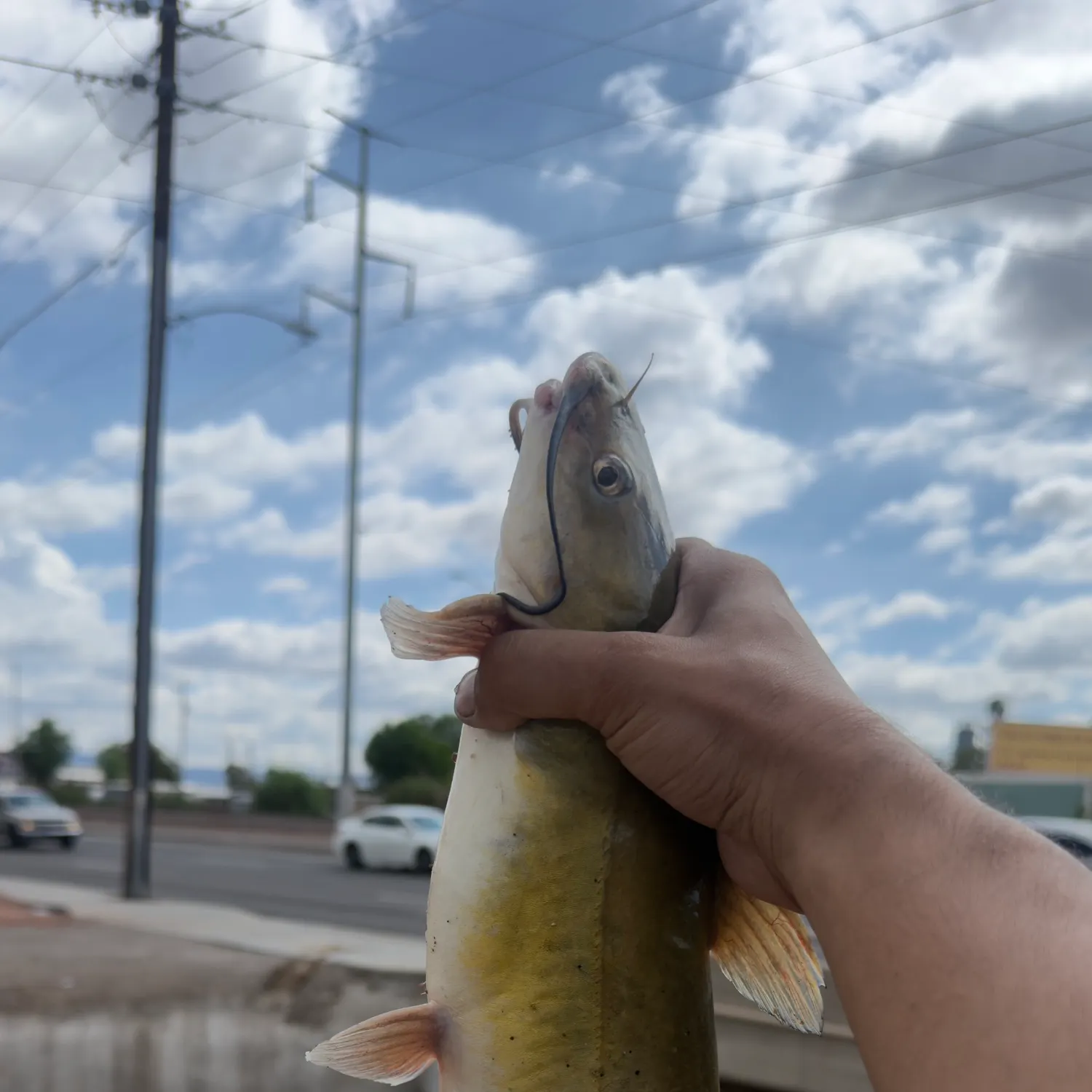 catch