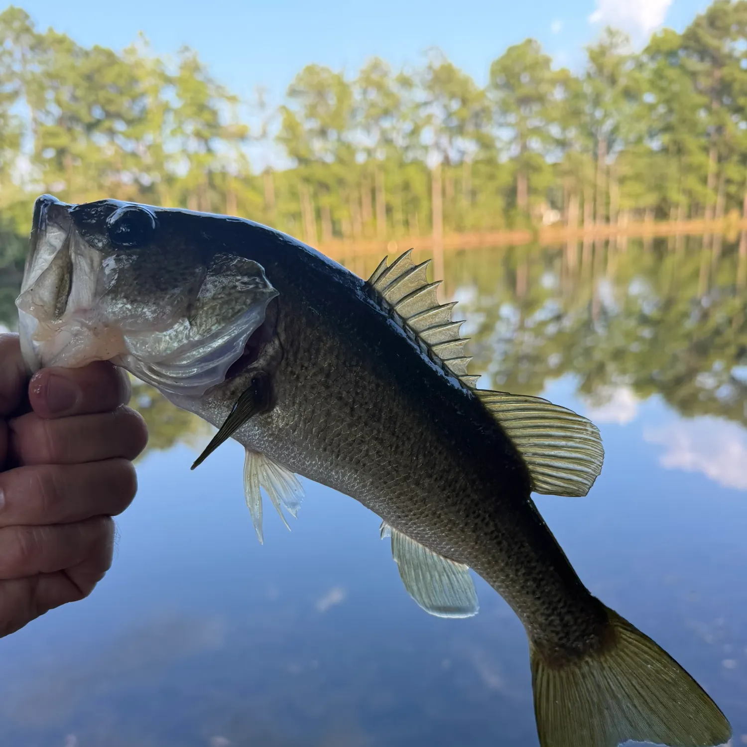 Largemouth bass caught on Fishbrain