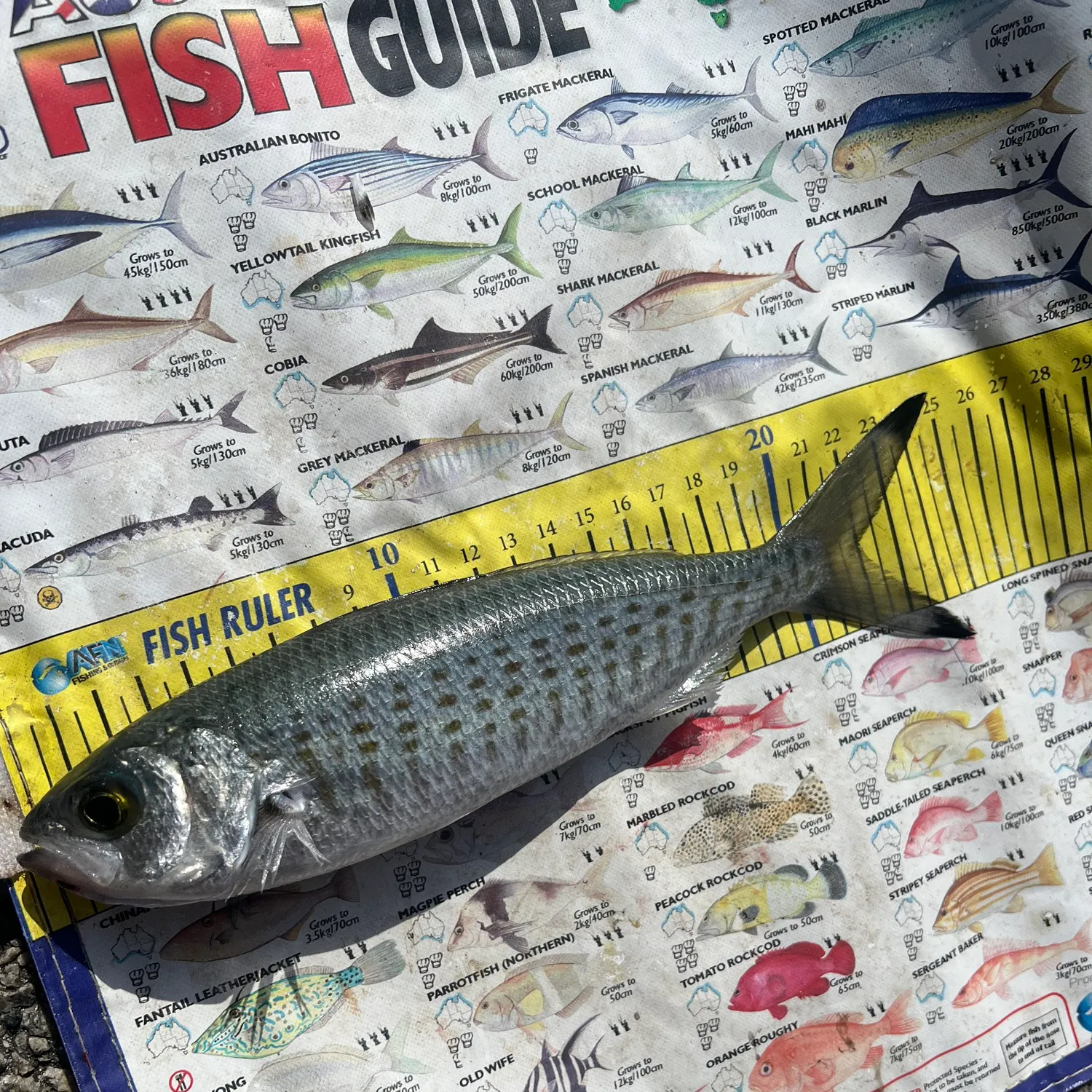 The most recent Australian ruff catches on Fishbrain