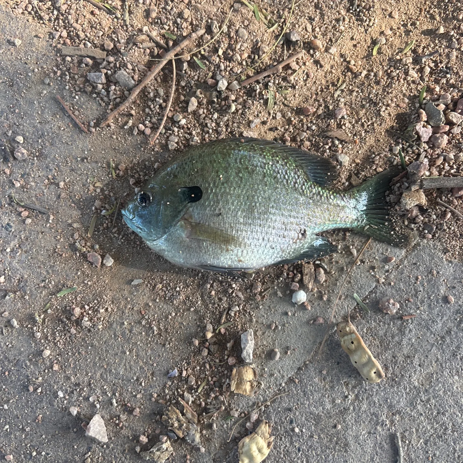 Bluegill caught on Fishbrain