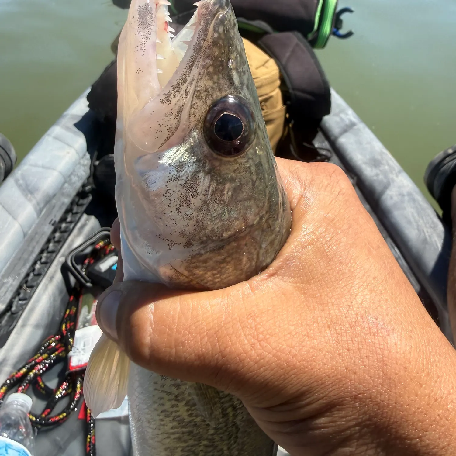 Walleye caught on Fishbrain