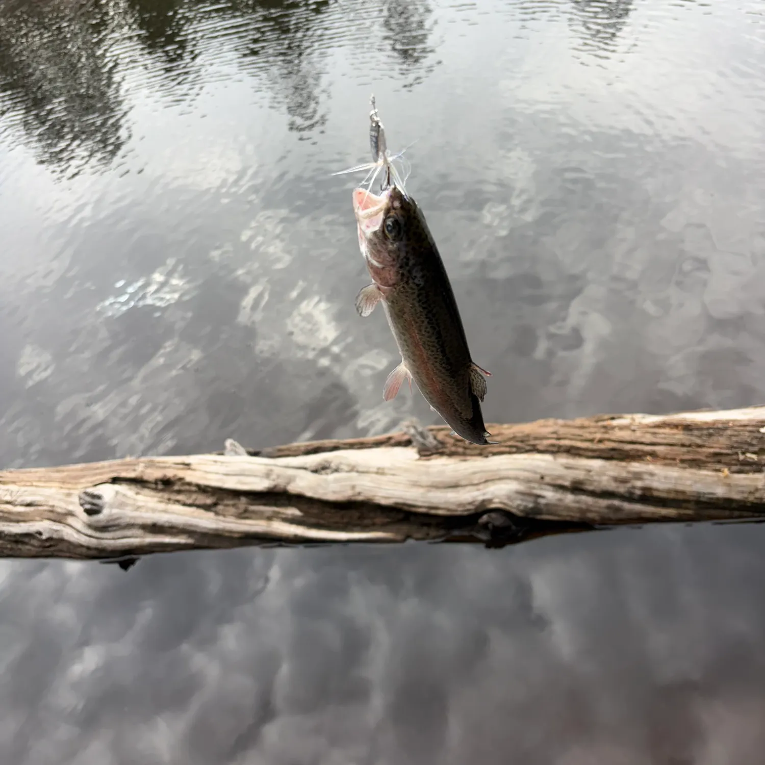 Rainbow trout caught on Fishbrain