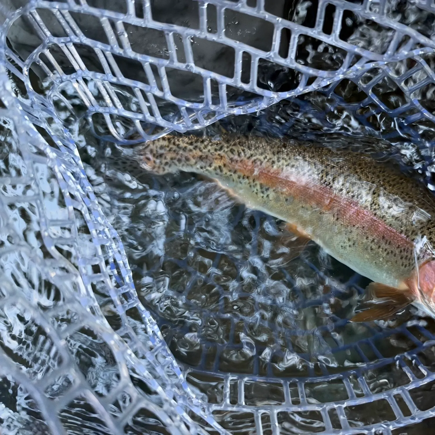 Rainbow trout caught on Fishbrain