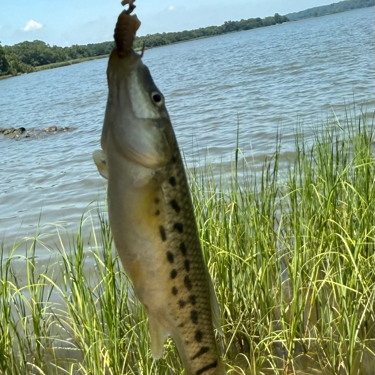 The most recent Banded killifish catches on Fishbrain