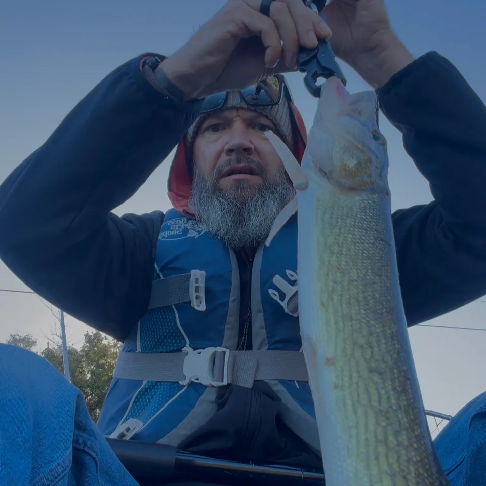 Chain pickerel caught on Fishbrain