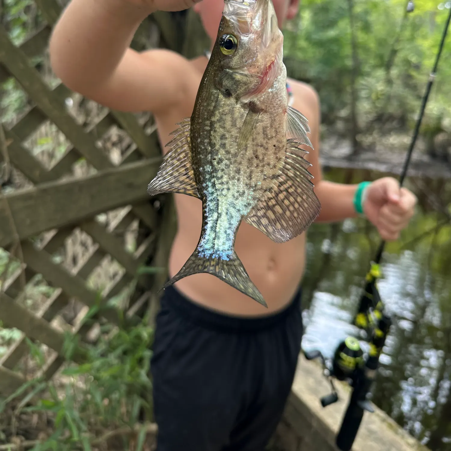 Black crappie caught on Fishbrain