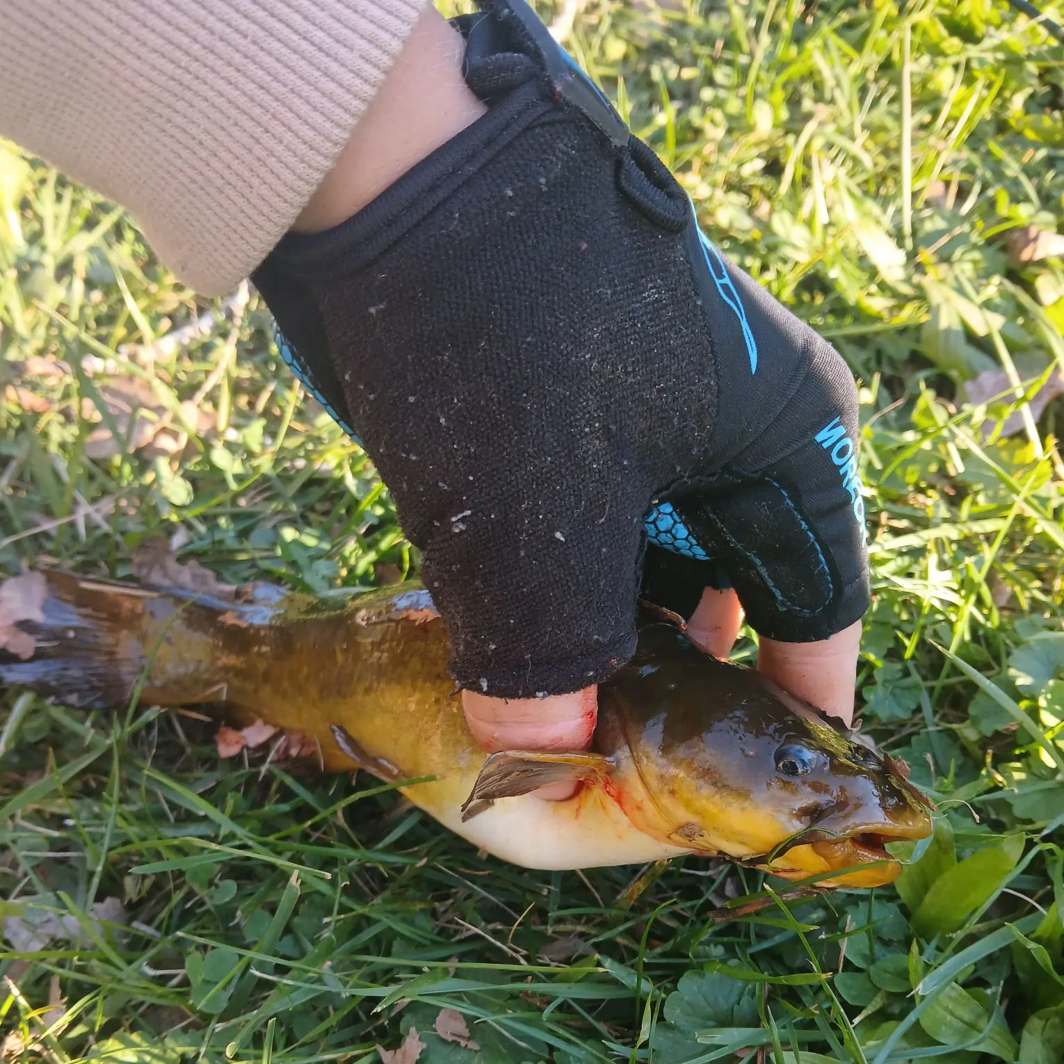 Yellow bullhead caught on Fishbrain