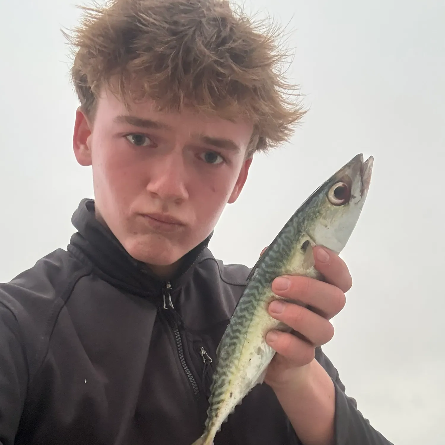 The most recent Pacific chub mackerel catches on Fishbrain