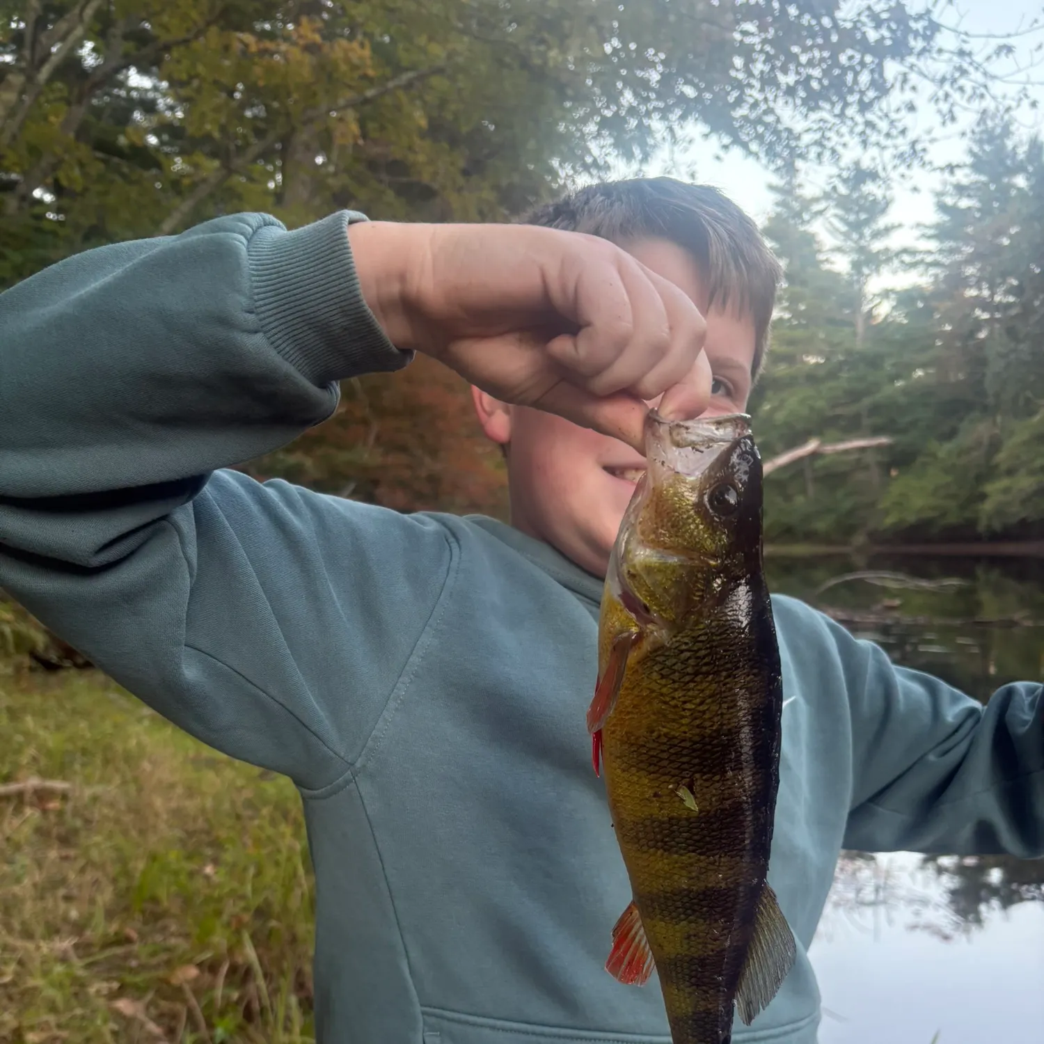 Yellow perch caught on Fishbrain