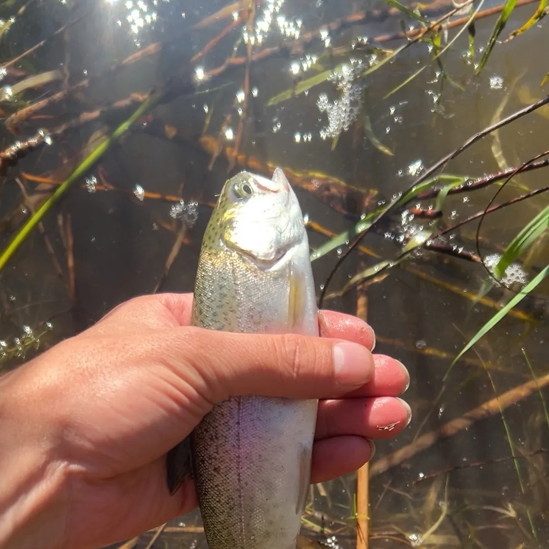Rainbow trout caught on Fishbrain