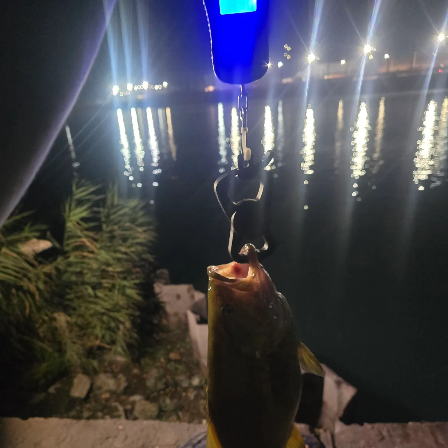 Smallmouth bass caught on Fishbrain