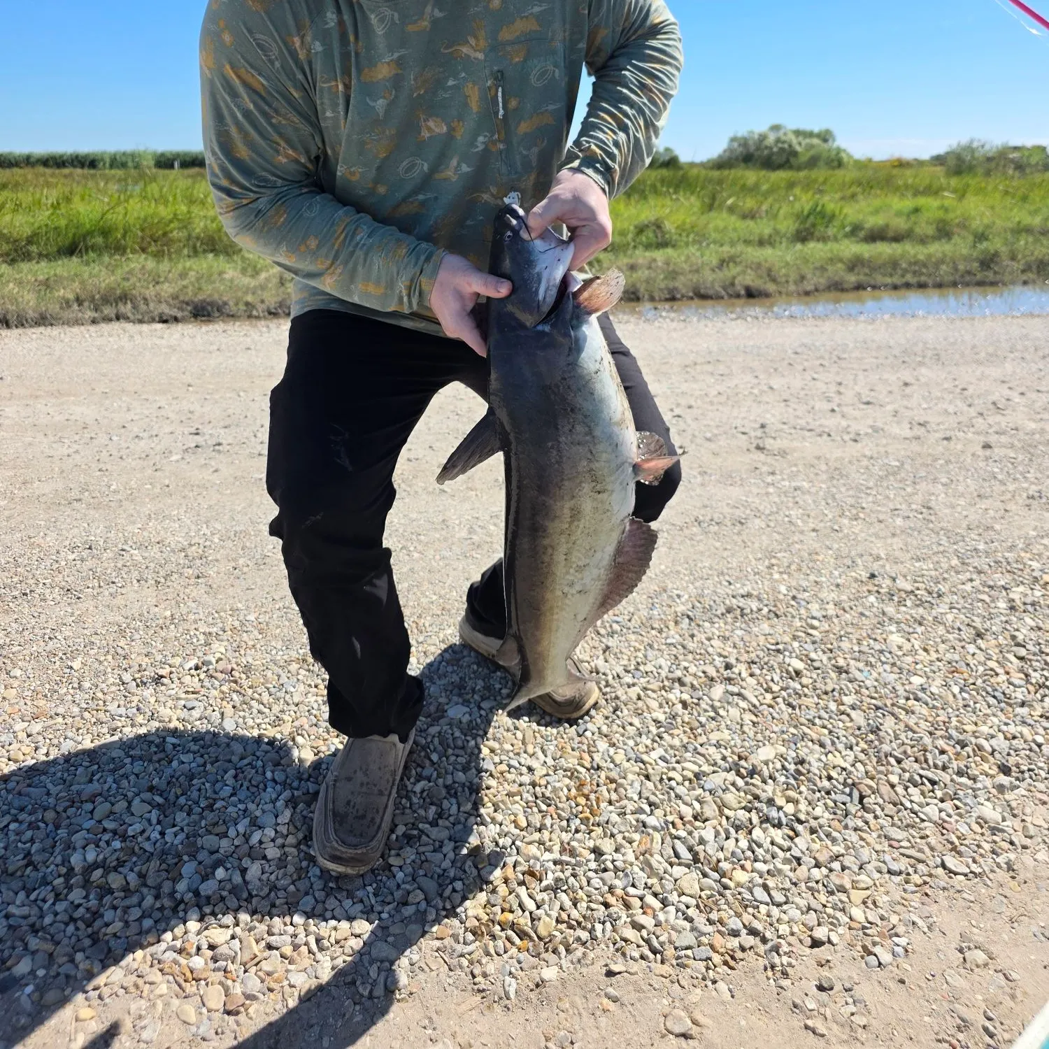 Channel catfish caught on Fishbrain