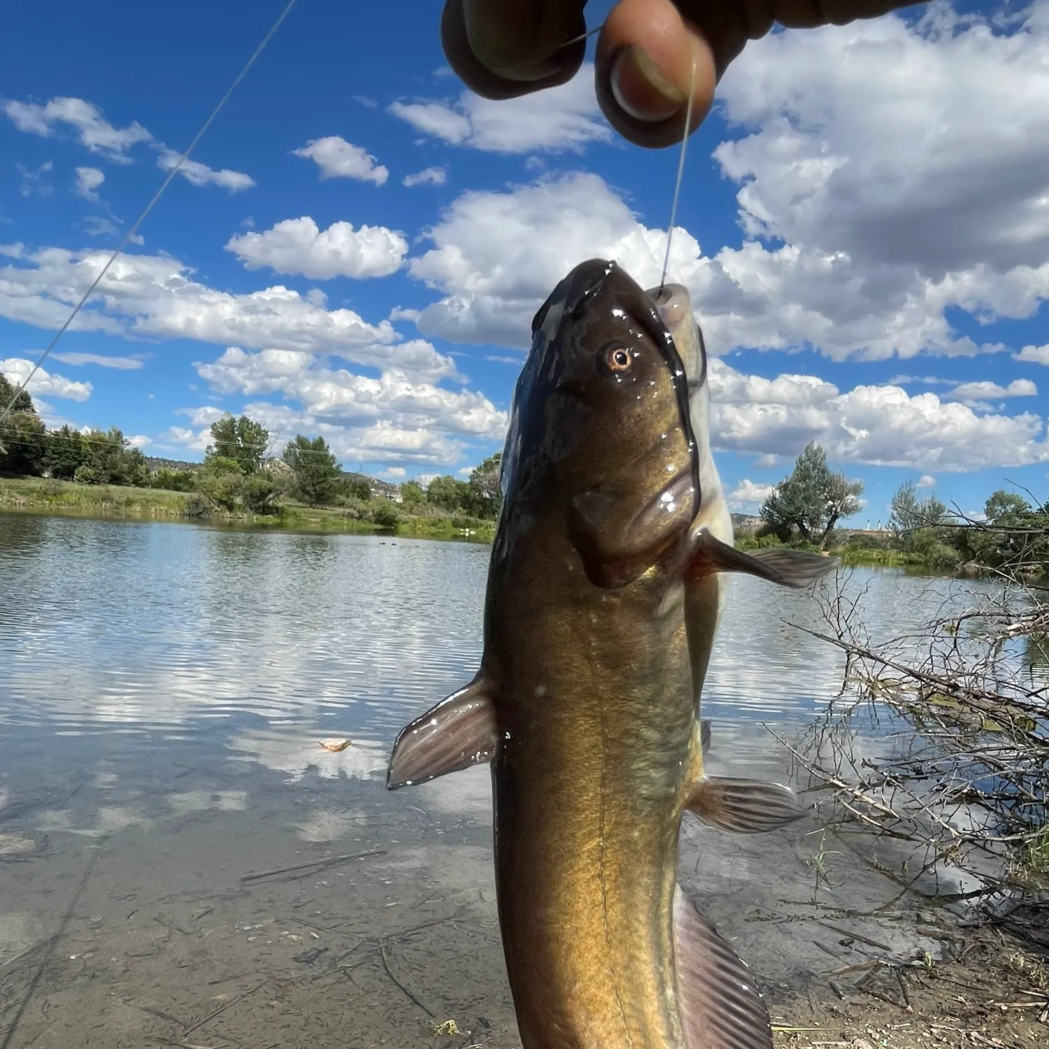 Black bullhead caught on Fishbrain