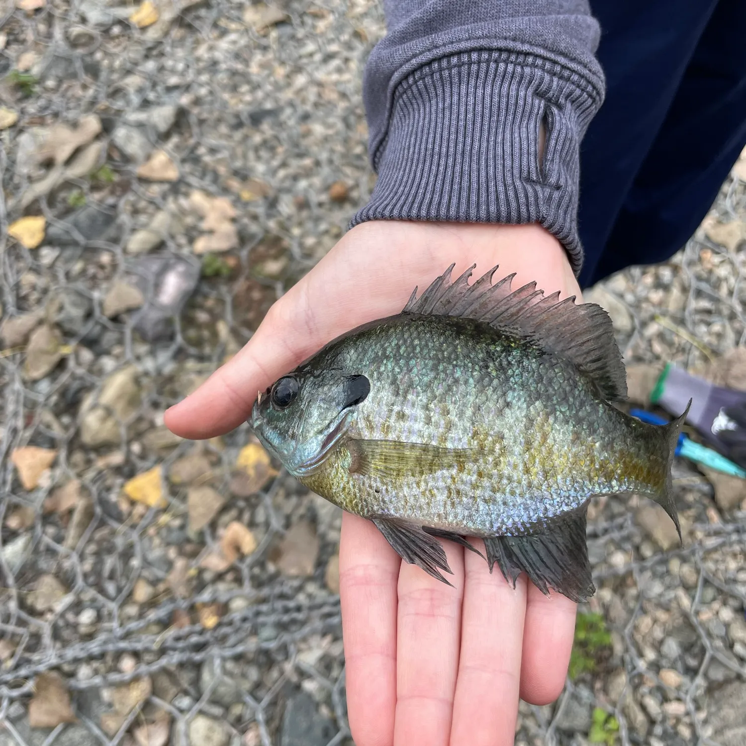 Bluegill caught on Fishbrain