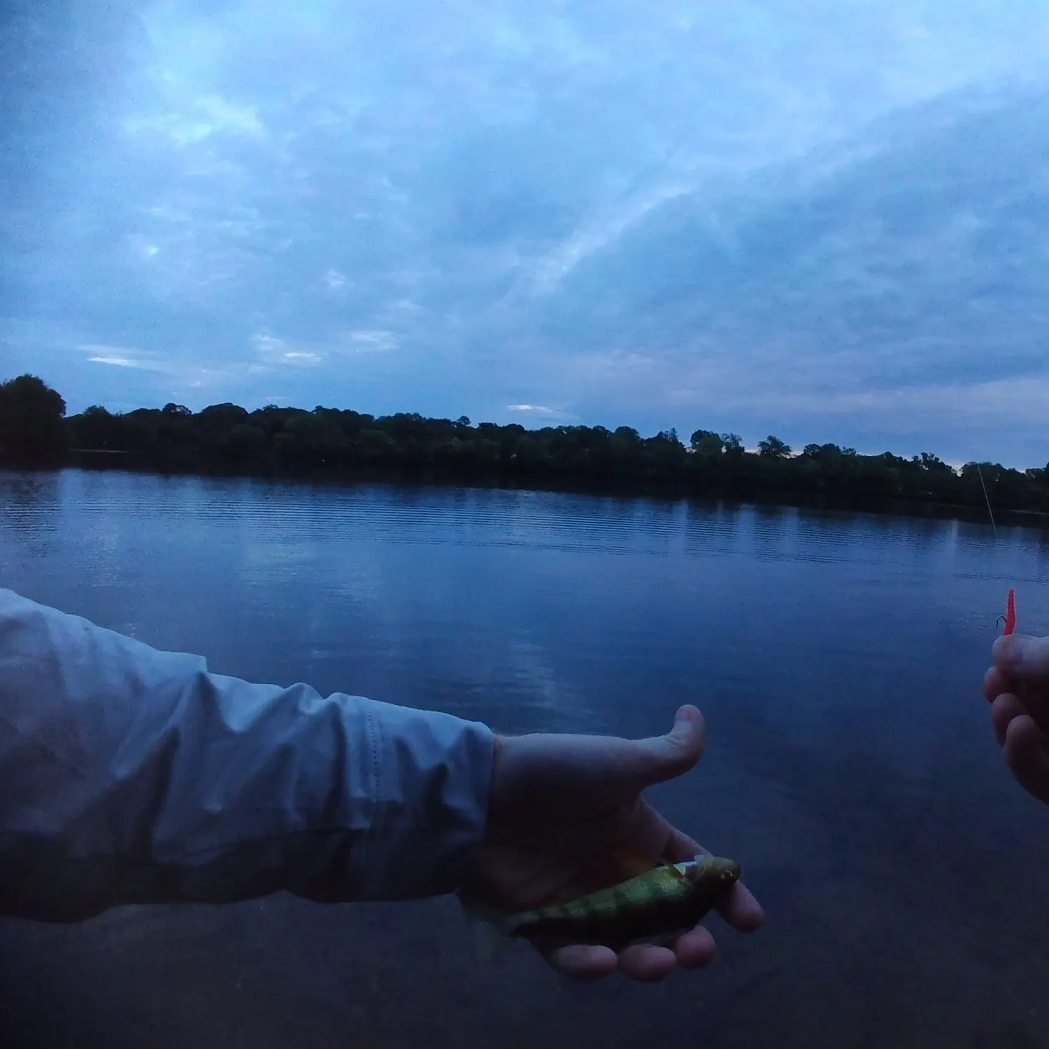 Yellow perch caught on Fishbrain