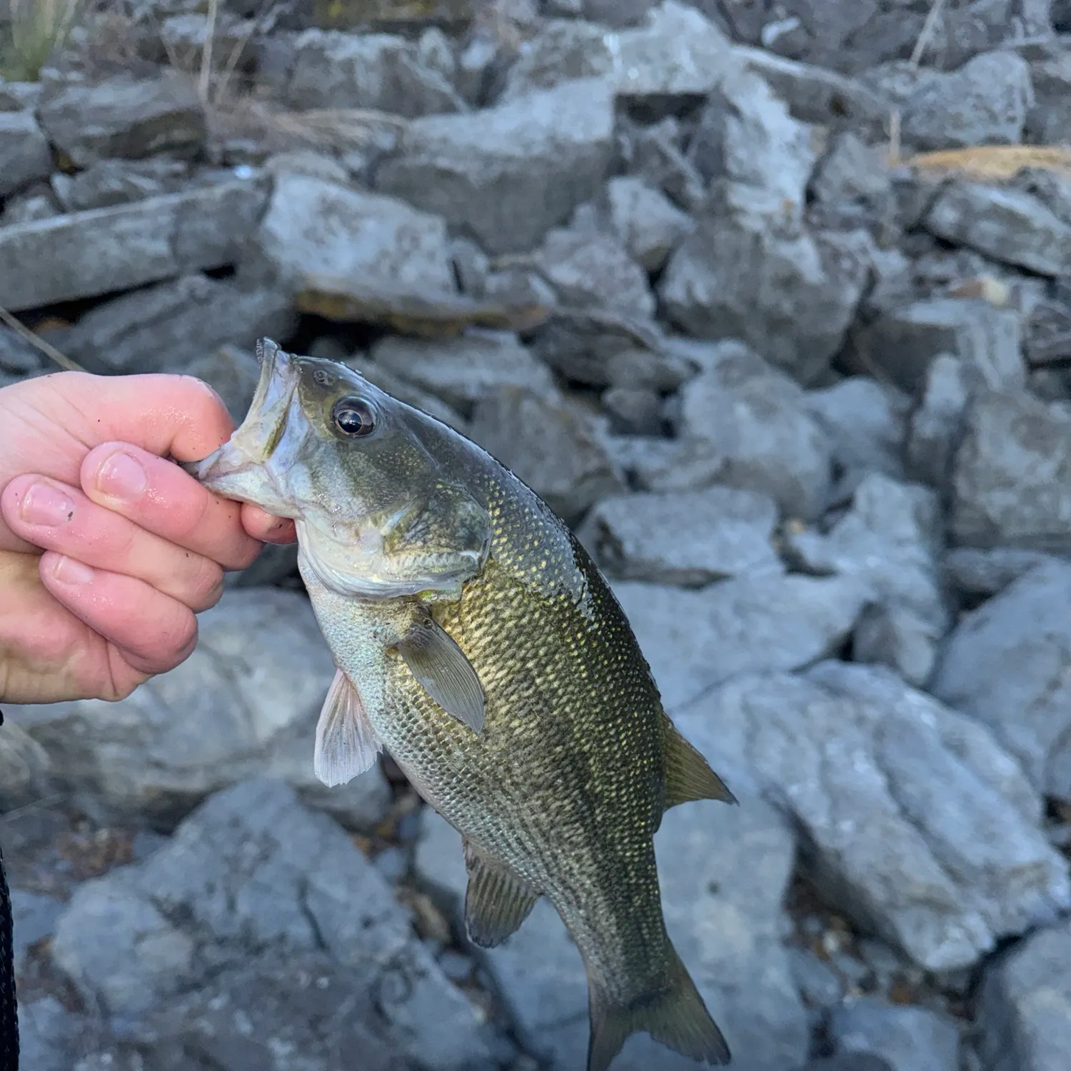 Spotted bass caught on Fishbrain