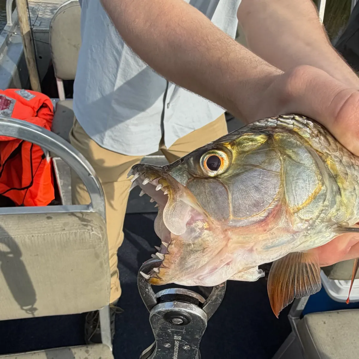 The most recent African tigerfish catches on Fishbrain