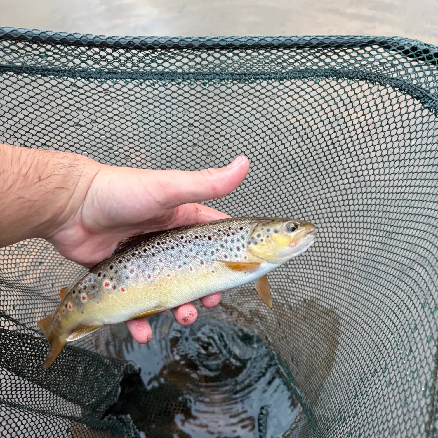 Brown trout caught on Fishbrain