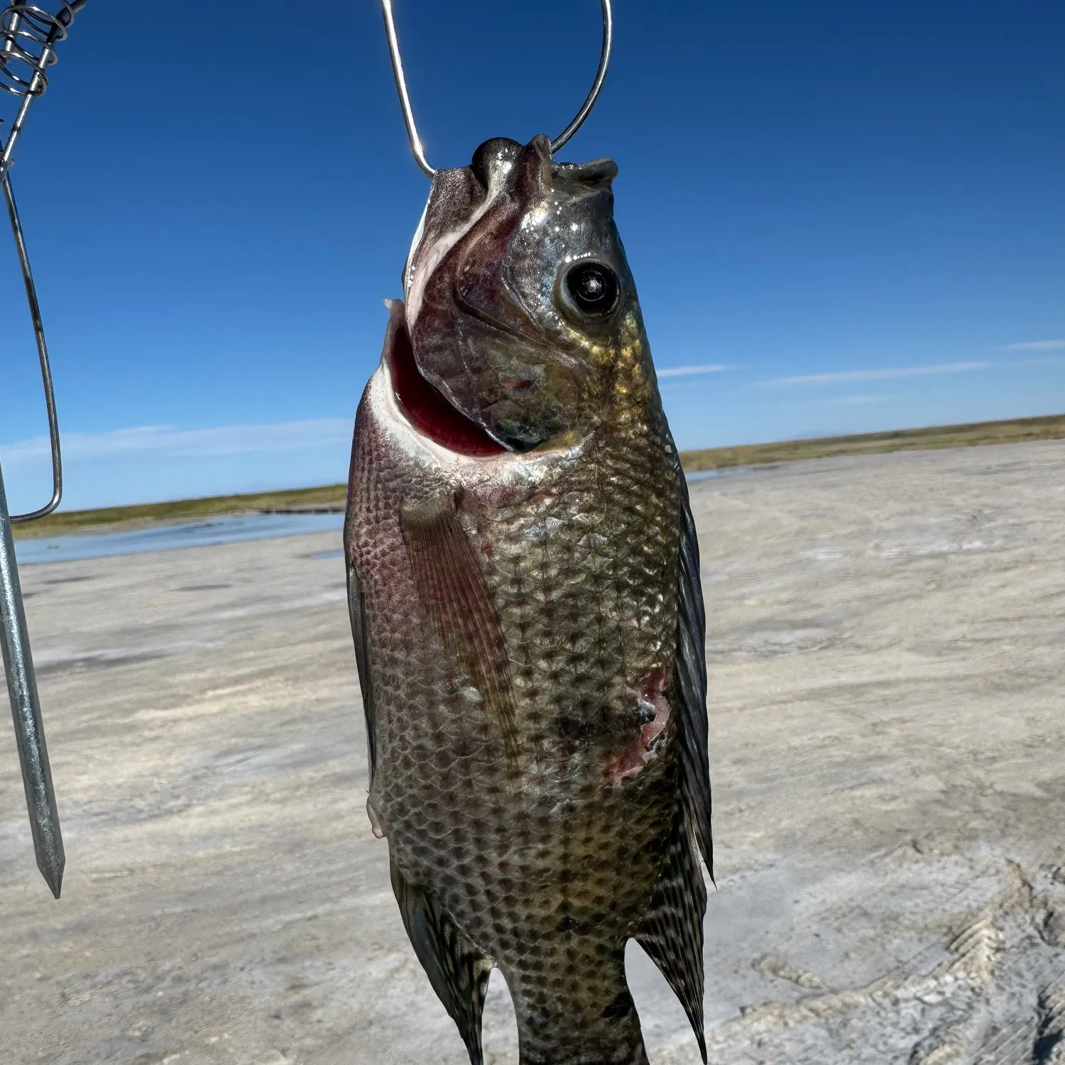 Nile tilapia caught on Fishbrain