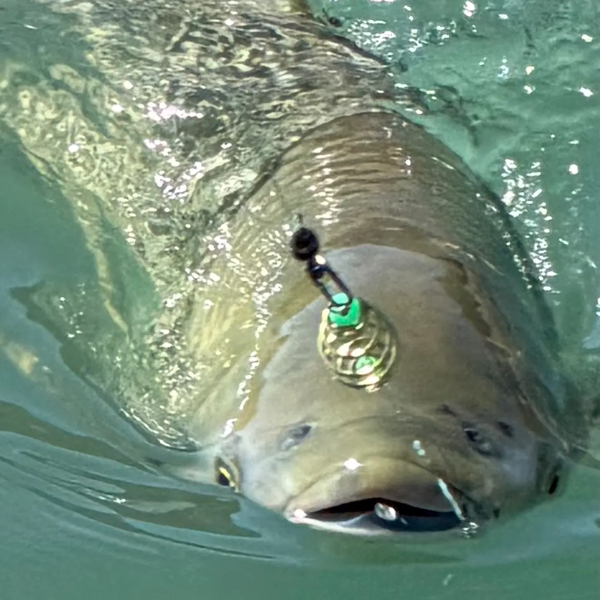 Grass carp caught on Fishbrain