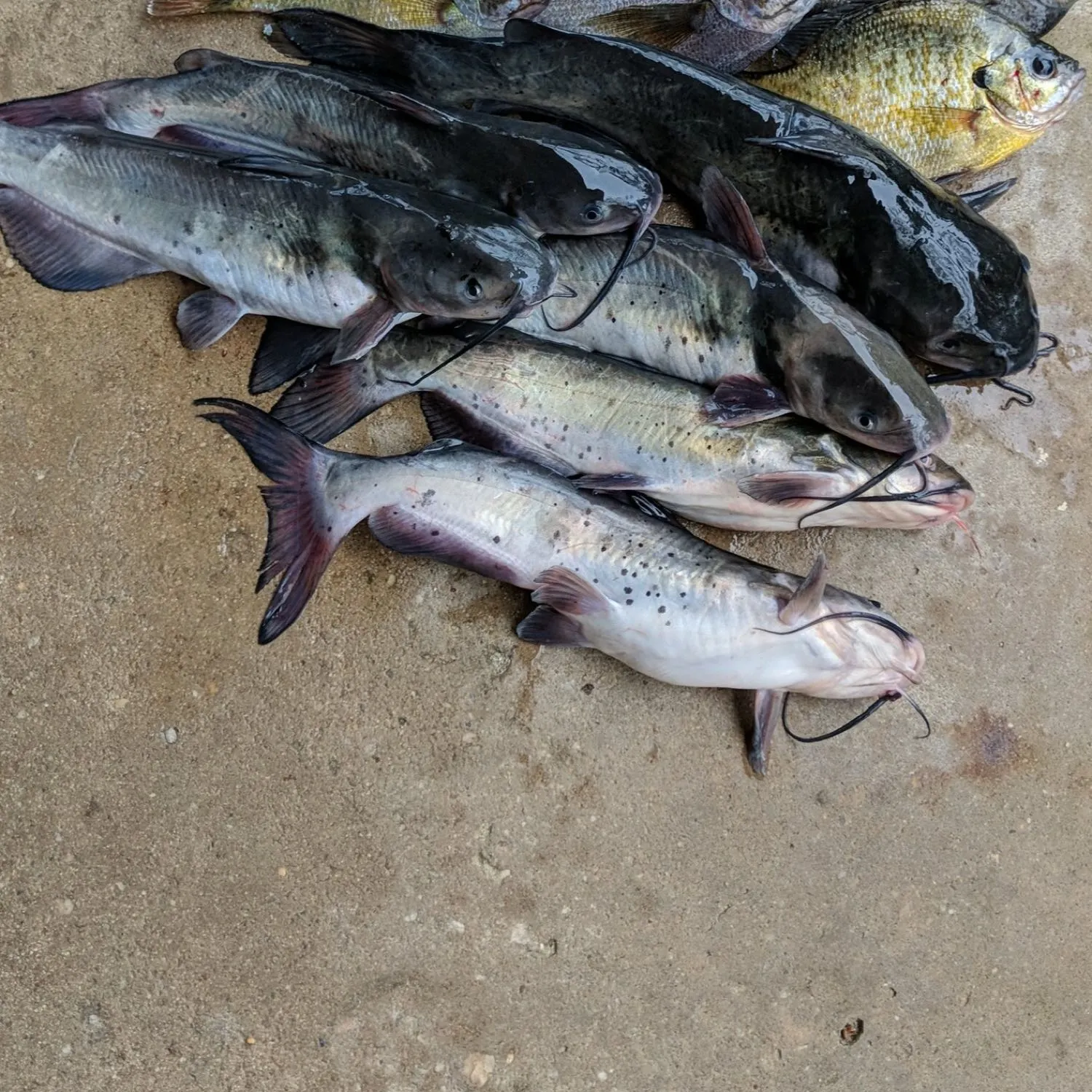 recently logged catches